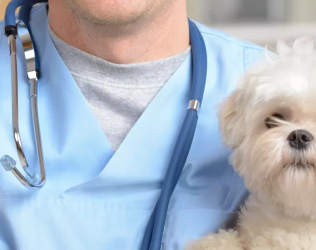 Vets thumbnail